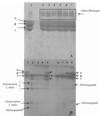 Figure 1. SDS-PAGE for visualization of  fibrinogenolytic activity. 