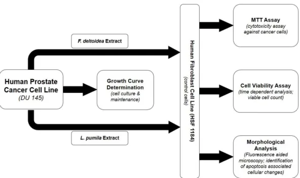 Figure 1: Schematic representation of the experimental studies in this report. DU 145 cells were grown and maintained  by determining their growth curve