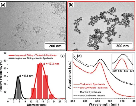 Figure  2.  (a)  TEM  micrograph  of  AuNPs  synthesized  via  Martin  method;  (b)  TEM  micrograph  of  AuNPs  synthesized  via  Turkevich  method;  (c)  Relative  frequency  counting  and  lognormal  distribution  fitting  of  both  AuNPs  samples  show