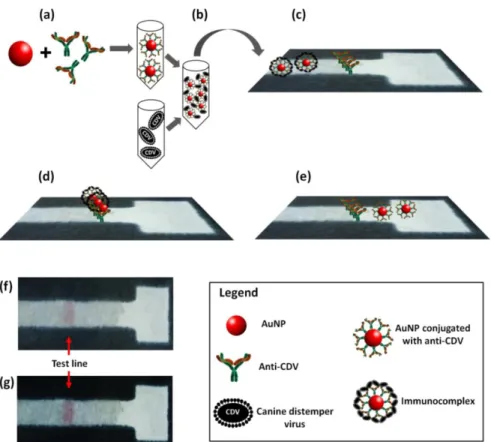 Figure 4. Lateral flow immunoassay  on a single layer of paper. (a) Conjugation of gold  nanoparticles with anti- anti-CDV