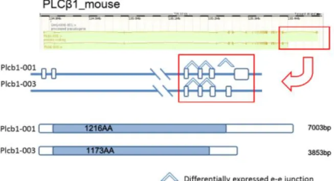 Figure 5.  The differentially expressed e-e junctions and  protein domain prediction analysis of PLCβ1 isoforms  in mouse