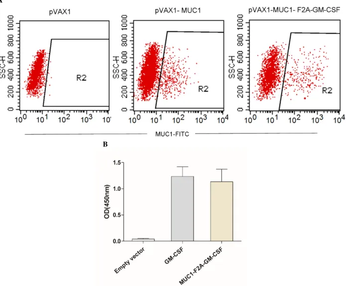 Figure 1. Expression of DNA vaccine plasmids. Flow cytometry and ELISA were used to examine MUC1 and GM- GM-CSF  protein  expression  in  COS7  cells,  respectively