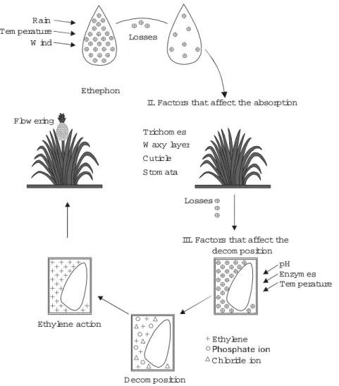 Figure 2. Schematic representation of factors that influence the efficiency of ethephon as floral inducer