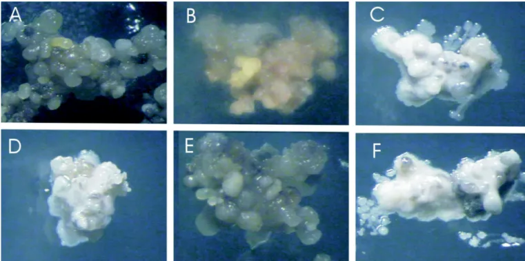 Figure 1. Suppression of LBA4404 Agrobacterium tumefaciens strain on soybean somatic embryogenic clusters after 30 days of different antibiotic treatments