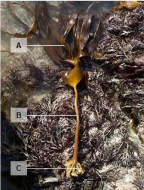 Figure 2. Specimen of L. ochroleuca with the indication of (A) blade, (B) stipe and (C) holdfast
