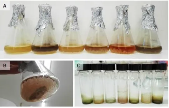 Figure  3.  Liquid  cultures  of  some  actinobacterial  isolates  (A)  bacterial  growth  in  the  Erlenmeyer  flasks, (B) Amberlite XAD16N resin added to the cultures and (C) crude extracts obtained from some  liquid cultures