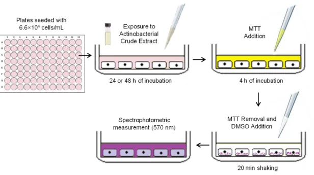 Figure 6. Illustrative diagram of the MTT assay. 