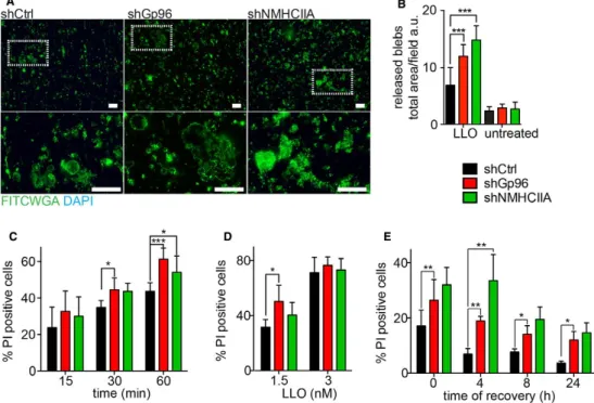 Figure 5. Gp96 and NMHCIIA reduce release of PM blebs and protect PM integrity upon LLO