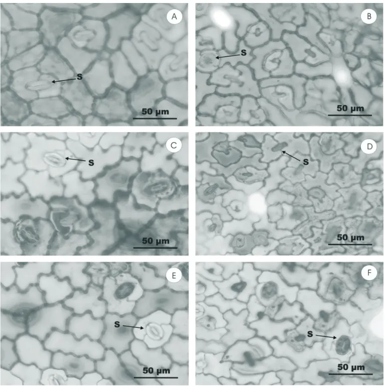 Figure 2. SEM photomicrographs of transverse sections of leaves of Ocimum selloi (A, C and E), and TEM photomicrographs showing aspects of the chloroplasts (B, D and F), in plants maintained under full sunlight (A and B), red shading (C and D) or blue shad