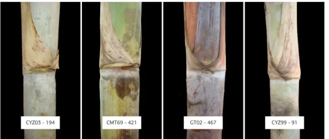 Figure 1. Abscission zone at the 10 th  leaf in four different cultivars.