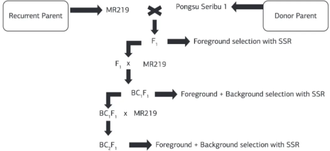 Figure 2. Crossing and selection scheme to produce blast resistant BC 2 F 1  genotypes.