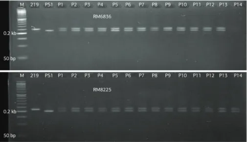 Figure 4. Genotyping with markers RM6836 and RM8225 linked to blast resistance genes in F 1  population of rice derived from MR219 
