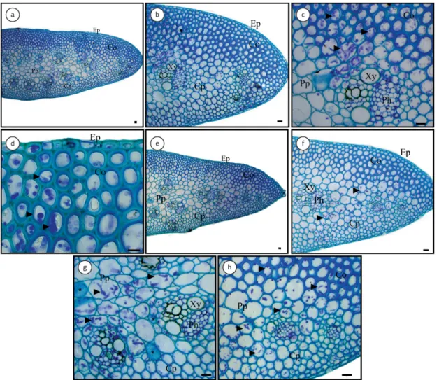 Figure 2. Light micrographs of the rachis of wheat plants grown in hydroponic culture containing 0 (–Si) (a-d) or 2 mM (+Si) (e- (e-h) of silicon (Si) 72 hours after inoculation with Pyricularia oryzae