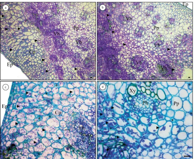Figure 3. Light micrographs of the rachis nodes of wheat plants grown in hydroponic culture containing 0 (–Si) (a and b) or 2 mM (+Si)   (c and d) of silicon (Si) 96 hours after inoculation with Pyricularia oryzae