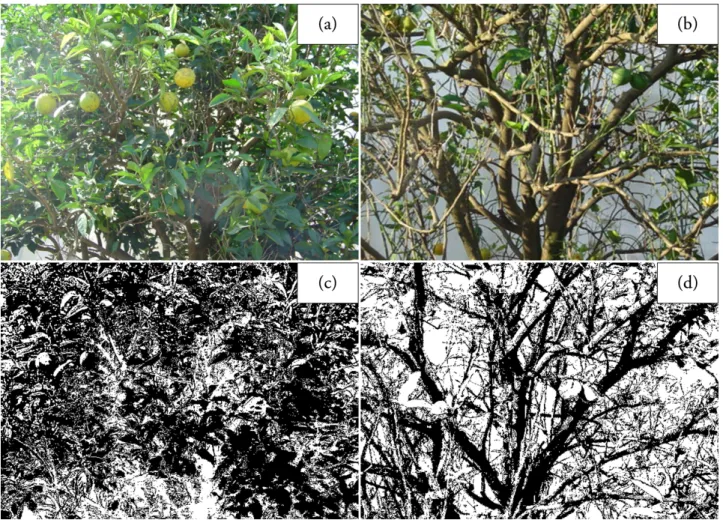 Figure 3. Side partial view of the top of an orange tree cv. Pêra-Rio, with LAI= 4.33 (a) and LAI = 1.4 (b) and their processed images,  highlighting in black the flat area of the silhouette covered with foliage (c), for LAI = 4.33, and with woody material