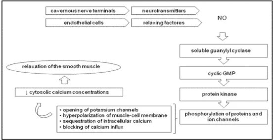 Figure 1 . Physiology of penile erection.  