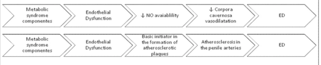 Figure 2. Schematic view of the endothelial dysfunction as the common link between ED and MS