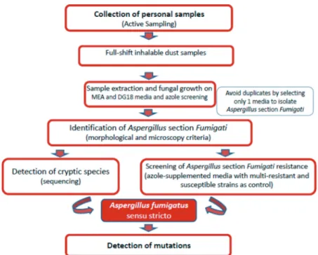 Figure 1. Algorithm applied to assess the presence of Aspergillus  fumigatus sensu stricto resistant strains on sawmills.