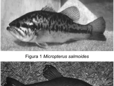 Figura 1 Micropterus salmoides 