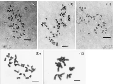 Figure 1. Mitotic metaphases A. Pennisetum nervosum (2n=4x=36); B. Pennisetum setosum   (2n=6x=54); C.