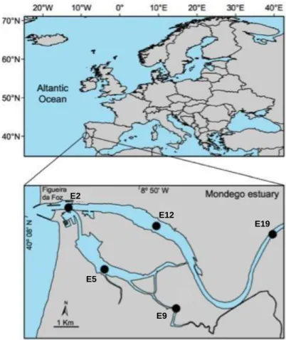 Figure  2 . The Mondego estuary: location of the 5 sampling stations (Mouth (E2),     North  arm (E12 and E19), South arm (E5) and Pranto (E9)