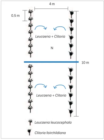 Figure 1. Diagram of an experimental plot showing a single row of  trees, with and without nitrogen (N)