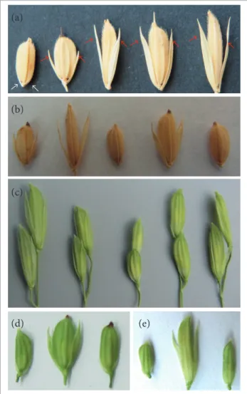 Figure 1. Grain phenotypes of the parents and their F 1 s. (a) The  parent grains, from left to right, are: AJNT, JNY-7, JF13, JF12 and JF11