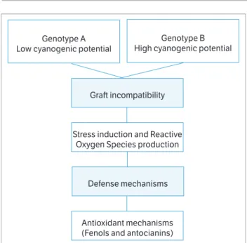 Figure 4. Scheme indicating the probable graft incompatibility  mechanism manifested between P