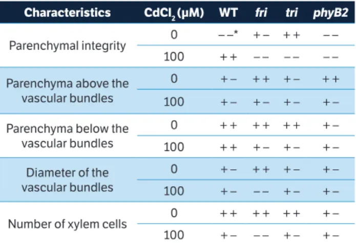 Table 1. Anatomical comparison among 21 days-old tomato mutants  and WT grown without or with 100 µM·CdCl 2