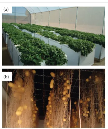 Figure 2. (a) Top view of the crop boxes with the cultivars Ágata  and Asterix; (b) Internal view of the crop boxes displaying the  roots and stolons of potato plants in full tuberization.