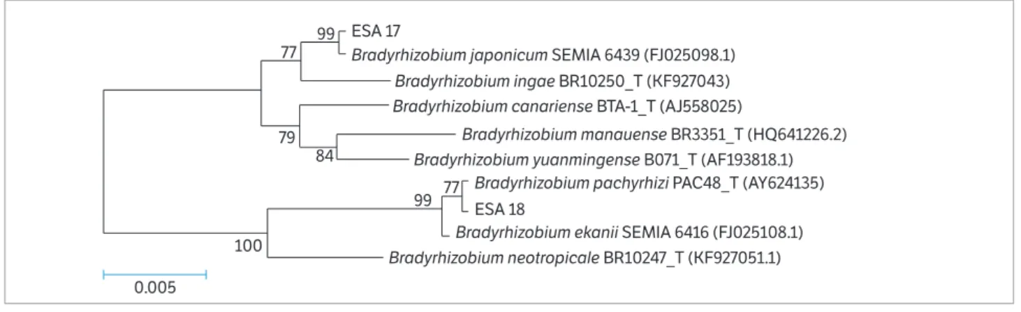 Figure 1. Neighbor-Joining phylogenetic tree based on the partial 16S rRNA gene sequence of the isolates ESA 17 and ESA 18 and other  8 Bradyrhizobium strains