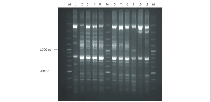 Figure 1. Amplification of DNAs from Pseudomonas syringae pv. garcae strains with ERIC 1R/ERIC2 primers
