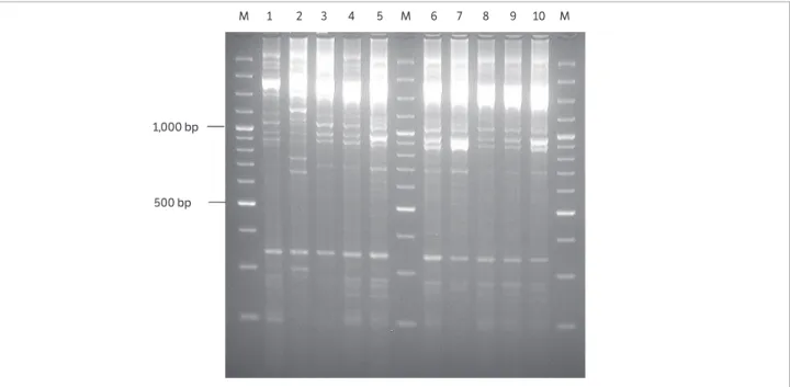 Figure 3. Amplification of DNAs from Pseudomonas syringae pv. garcae strains with REP1R/REP2I primers