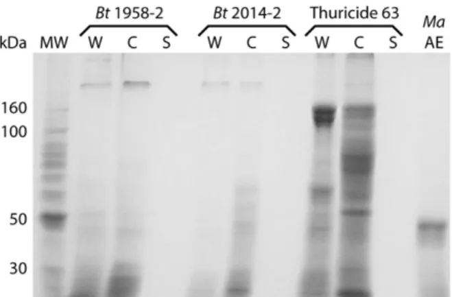 Fig. 1 - Bacillus thuringiensis and Melia azedarach protein  profiles in 10% SDS-PAGE.