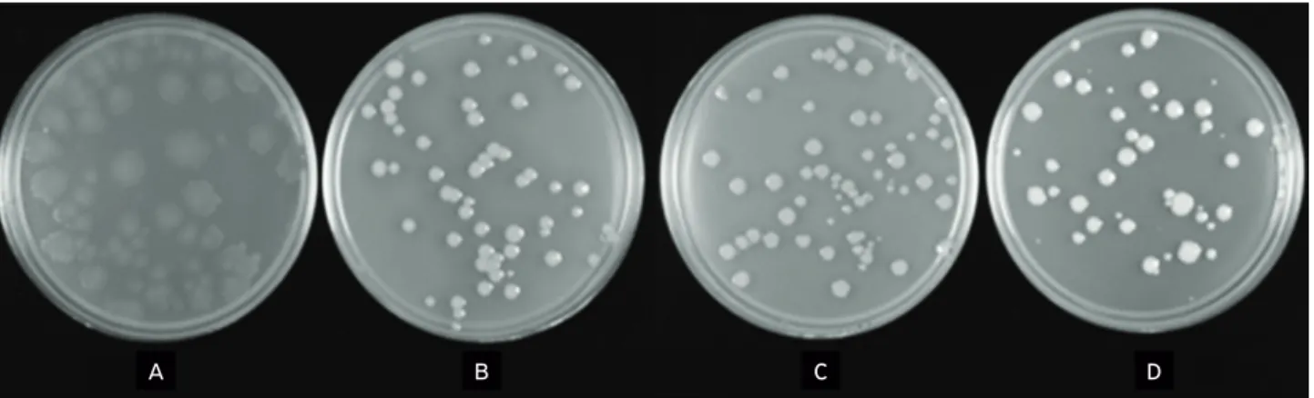 Figure 4 shows the morphological characteristics of colo- colo-nies after 72 hours of incubation at 45°C
