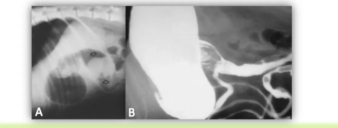 Figura  7A.  Radiografia  abdominal  (vista  lateral)  –  corpo  estranho  não  linear  no  duodeno  descendente  com  opacidade de tecido, visível devido a estar rodeado de ar