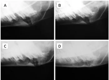 Figure 3. Actinomycosis in ovine: (A) increased volume of hard  consistency in the mandibular region; (B) ulceration of the skin  with the presence of fistula; (C) puncture of the fistula to collect  material for bacterial isolation; (D) yellowish purulent