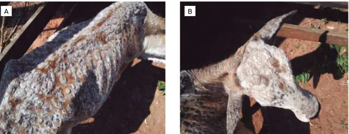 Figure 1. Generalized Dermatophilus congolensis infection in a calf. (A) Serous to purulent exudates, hair with tufted appearance,  hyperkeratotic, hardened, yellowish to brown, and coalescent crusty lesions of about 2.5 in diameter distributed all over th