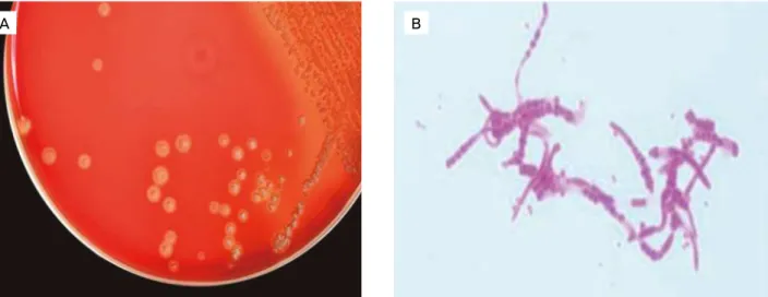 Figure 2. Microbiological diagnosis of bovine dermatophilosis. (A) Rough, hemolytic, dry, golden-yellow colonies of 1 mm in  diameter of Dermatophilus congolensis isolated in defibrinated sheep blood agar at aerobic and 5% CO 2  conditions, after 48 hours 