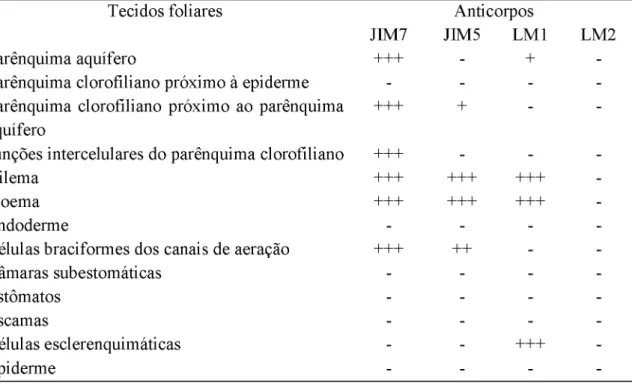 Tabela 4.  Intensidade de marcação dos anticorpos JIM7, JIM5, LM2 e LM1  na região basal  da  folha  interna  (F1)