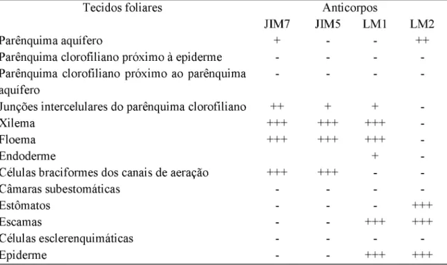 Tabela 6.  Intensidade de marcação dos anticorpos JIM7, JIM5, LM2 e LM1  na região basal  da folha intermediária (F4)