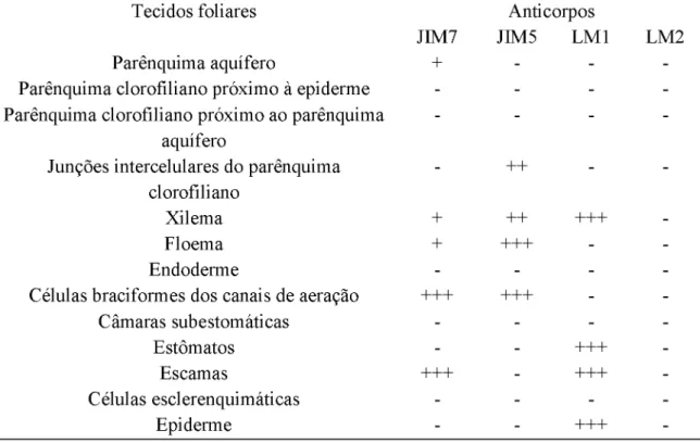 Tabela 8.  Intensidade de marcação dos anticorpos JIM7, JIM5, LM2 e LM1  na região basal  da  folha  externa  (F8)