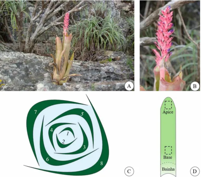 Figura  1.  Aechmea  distichantha   Lem.  -  Habitat,  inflorescência  e  esquemas  foliares  de  Aechmea  distichantha   Lem.