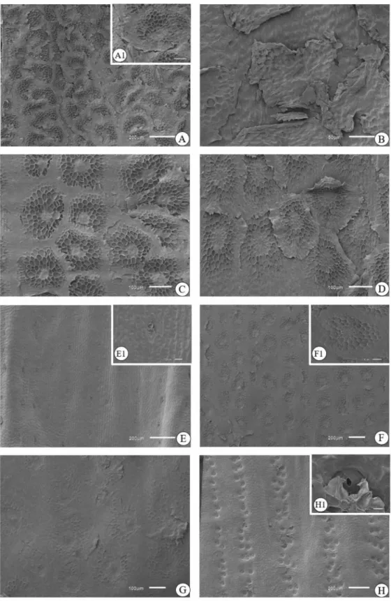 Figura  2.  Aechmea  distichantha   Lem.  -  Microscopia  Eletrônica  de  Varredura  (MEV)  -  Distribuição  e  formato  das  escamas  e  dos  estômatos  do  ápice  e  da  base  das  folhas  em  diferentes posições na roseta