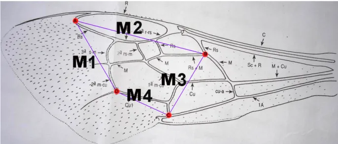 Figura  1  –  Esquema  da  asa  mostrando  a  localização  das  medidas  efetuadas  nas  análises  morfométricas