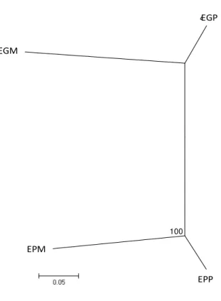 Figura  3.  Dendograma  Neighbor-joining  com  base  na  distância  genética  não  tendenciosa  de  Nei  entre  as  populações  de  Eriotheca