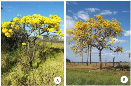 Figura 1: Indivíduos em flor de Handroanthus ochraceus. A. Indivíduo não apomítico sexuado,  Uberlândia – MG