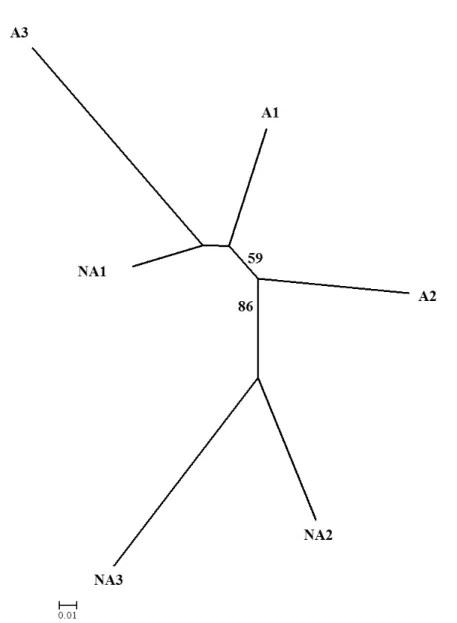 Figura  4:  Dendrograma  neighbor-joining,  elaborado  a  partir  da  matriz  de  distância  genética não enviesada de NEi (Nei, 1978) com base em 104  loci ISSR, apresentando a  relação  entre  as  seis  populações  de  Handroanthus  ochraceus
