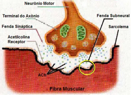 Figura 2.5 – Esquema de uma terminação neural invaginada numa fibra  muscular. Adaptado de (BELTRAMINI, 1999)