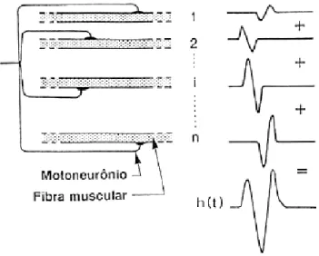 Figura 2.7 – Esquema da geração de um MUAP. Extraído de (BASMAJIAN &amp; DeLUCA,  1985)